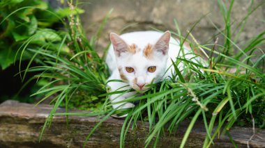 Bahçede dinlenen sevimli bir kedi.