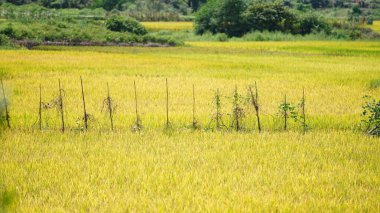Çin kırsalında sonbaharda olgun pirinçle pirinç tarlası manzarası.