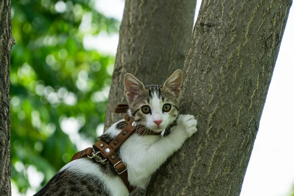 Schattig Katje Genietend Van Een Ochtendwandeling Natuur — Stockfoto