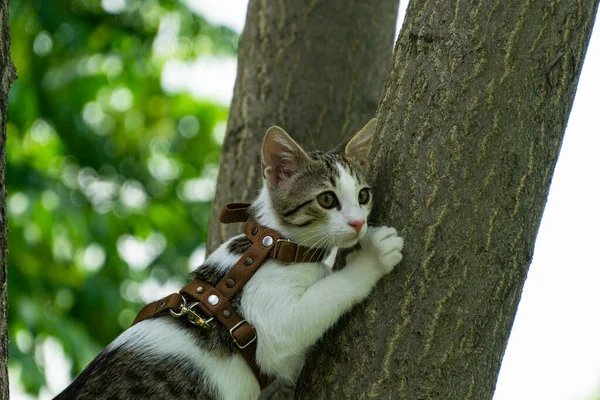 Schattig Katje Genietend Van Een Ochtendwandeling Natuur — Stockfoto