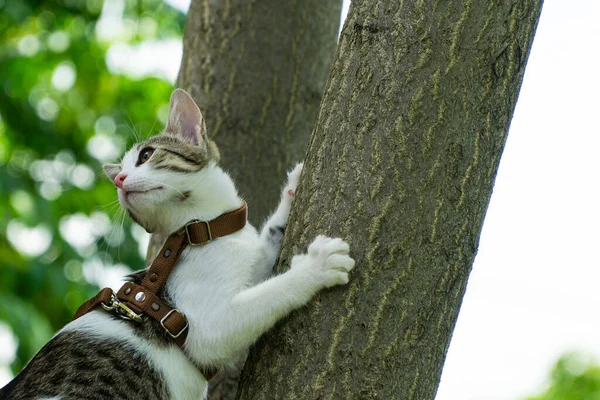 Şirin Kedi Yavrusu Doğada Sabah Yürüyüşü Nün Tadını Çıkarıyor — Stok fotoğraf