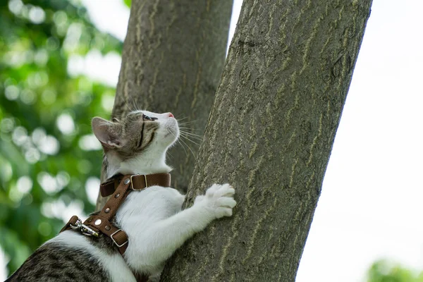 Şirin Kedi Yavrusu Doğada Sabah Yürüyüşü Nün Tadını Çıkarıyor — Stok fotoğraf