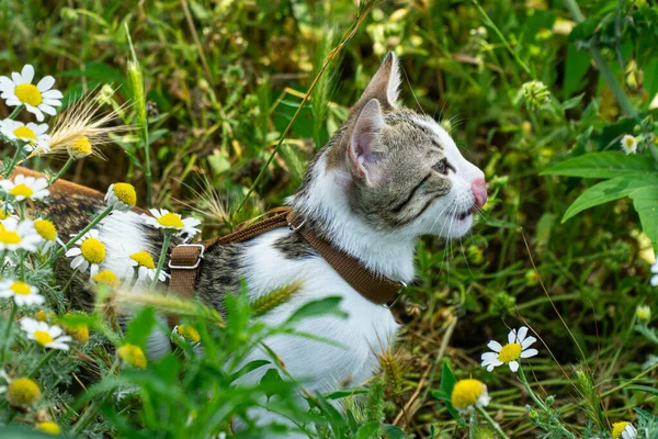 Schattig Katje Genietend Van Een Ochtendwandeling Natuur — Stockfoto