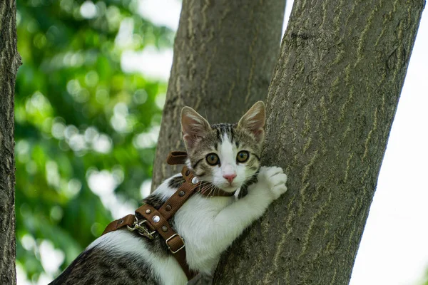 可爱的小猫喜欢在大自然中散步 图库照片
