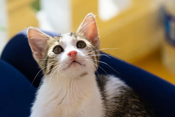 Leuke Kat Rusten Lap — Stockfoto