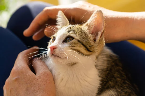 Leuke Kat Rusten Lap — Stockfoto