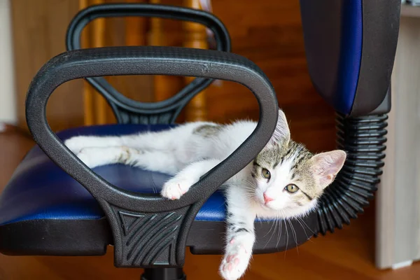 Leuke Kat Rusten Lap — Stockfoto