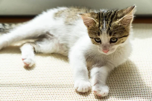 Gato Bonito Descansando Lap — Fotografia de Stock
