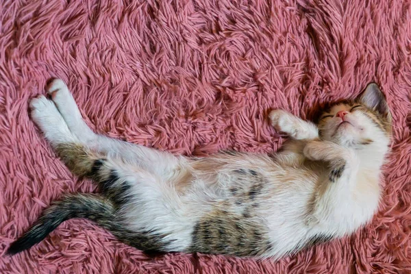 Gatinho Bonito Tomando Uma Sesta Bad — Fotografia de Stock