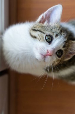 Güzel gözlü şirin kedi yavrusu yukarı bakıyor.