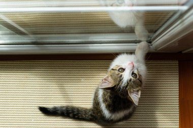 Güzel gözlü şirin kedi yavrusu yukarı bakıyor.