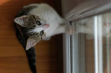 Güzel gözlü şirin kedi yavrusu yukarı bakıyor.