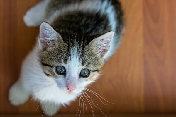 Cute Kitten Pięknymi Oczami Patrząc Górę — Zdjęcie stockowe