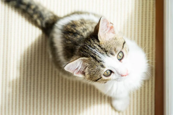 Gatinho Bonito Com Belos Olhos Olhando Para Cima — Fotografia de Stock