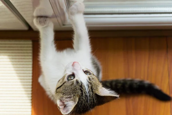 可愛い目で検索してかわいい子猫 — ストック写真