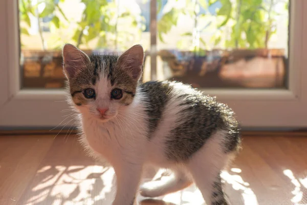 Schattig Poesje Met Ontstoken Ogen — Stockfoto