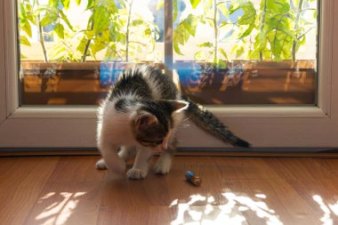 Kedi yavrusu pille oynuyor.