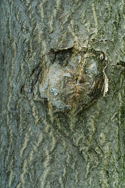 나무에 무늬있는 바크의 — 스톡 사진