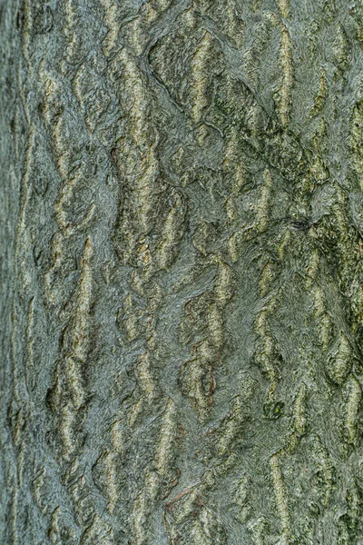 Υφασμένη Επιφάνεια Φλοιού Δέντρου — Φωτογραφία Αρχείου