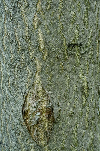 Ağaç Kabuğunun Dokulu Yüzeyi