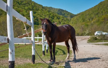 Güzel atlar otlatma mera