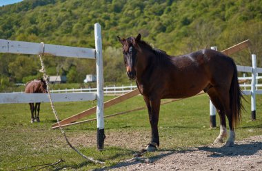 Güzel atlar otlatma mera