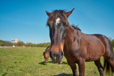 Güzel atlar otlatma mera