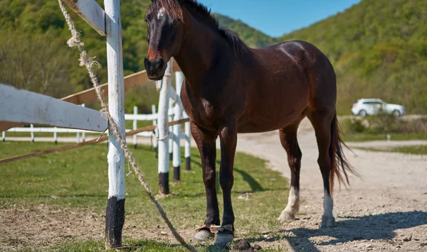 Krásné Koně Pastvine — Stock fotografie