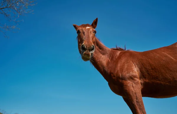 Güzel Atlar Otlatma Mera — Stok fotoğraf