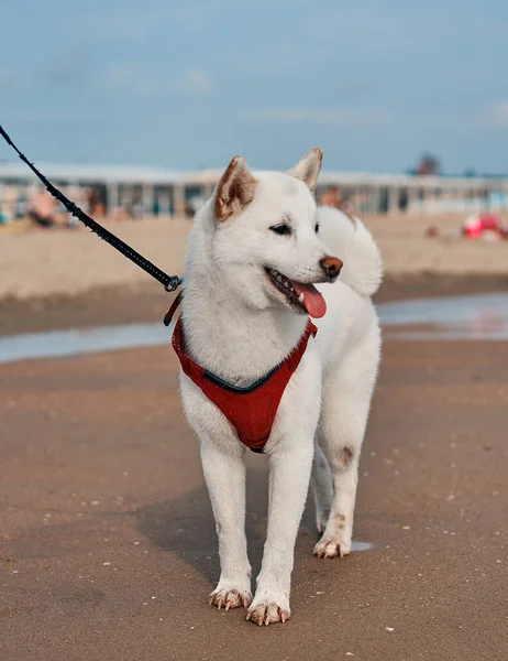 Beyaz Shiba inu doğada
