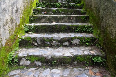 ıslak Arnavut kaldırımlı yol ve bir duvar yosun ile