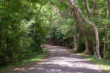 Ormanın içinden bu doğa iz üzerinde güneş ışığı. Çok sayıda Orta baharda yemyeşil bitki örtüsü.