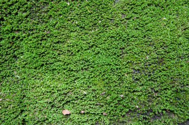 Yeşil yosun arkaplan dokusu doğada güzeldir