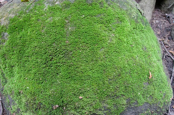 Mousse Verte Texture Fond Belle Dans Nature — Photo