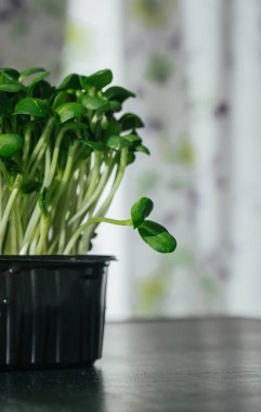Mutfakta yeşil ayçiçeği filizleri