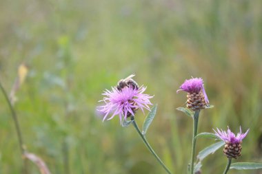 Tarlada bir arı bir devedikeni çiçeğine oturur.
