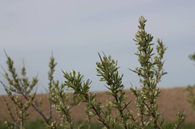 Sahanın arka planında deniz dikenli dallar