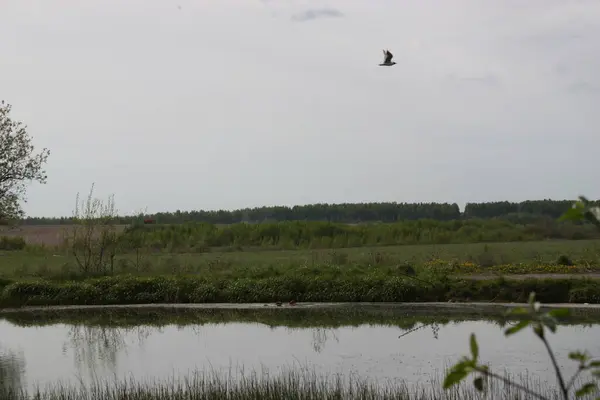 Pájaro Vuela Sobre Lago Del Bosque — Foto de Stock