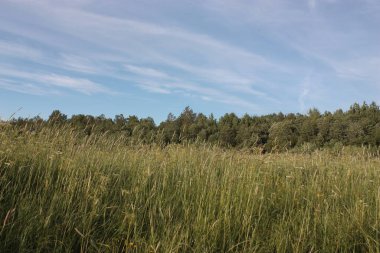 Ormanın arka planında uzun otlar ve yabani çiçekler