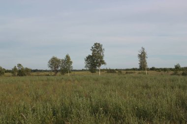 Uzun otların arasında yapayalnız ağaçlar.