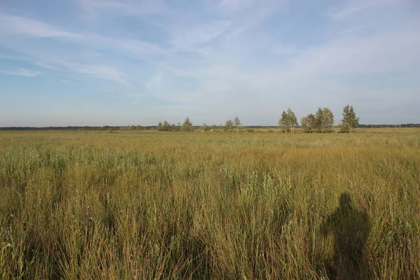 Árboles Solitarios Campo Hierba Alta — Foto de Stock