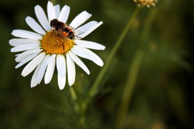 Bir böcek Daisy çiçeğinin üzerinde oturur.