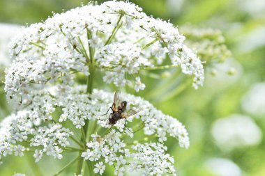 Bir sinek beyaz bir çiçeği yer.