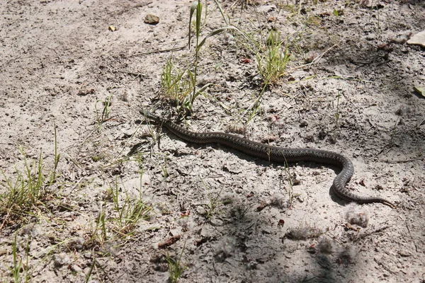 Bir Viper orman yolunda sürünüyor.