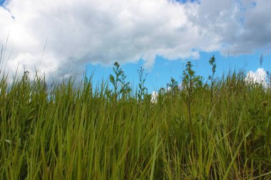 Gökyüzüne ve bulutlara karşı uzun otlar