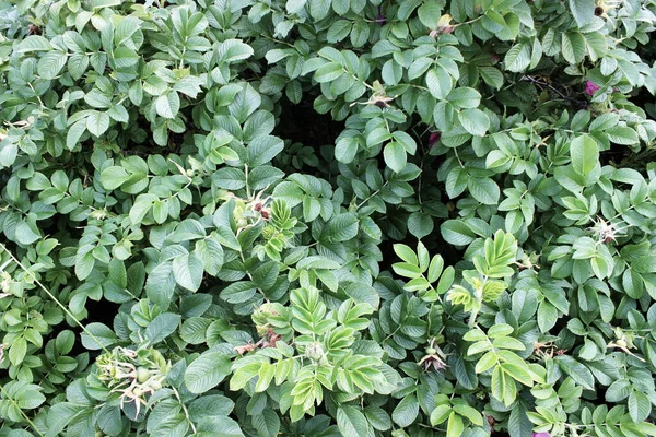 Den Vilda Rosen Bush Med Blad Och Frukter — Stockfoto