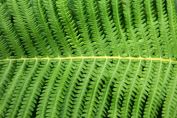Arkaplan Fotoğrafı Için Yeşil Bitki Örtüsü — Stok fotoğraf