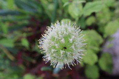 arkaplan fotoğrafı için yeşil bitki örtüsü