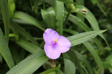 yeşil arkaplanda mor bir çiçek.