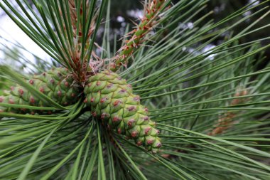 arkaplan fotoğrafı için yeşil bitki örtüsü